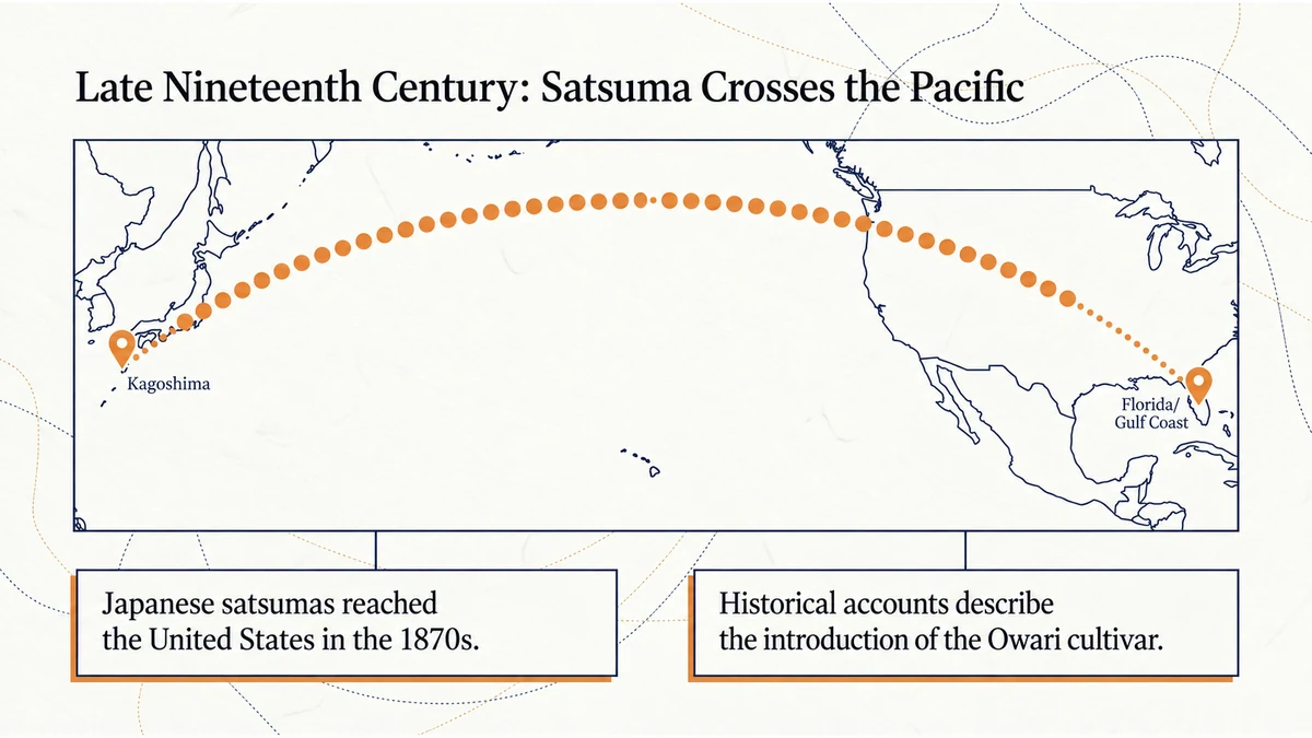 Japanese satsumas reached American growing regions in the late nineteenth century.