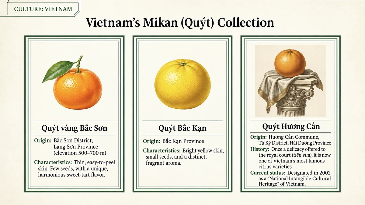 From northern regional mandarins to Hương Cần’s court-offering tradition.