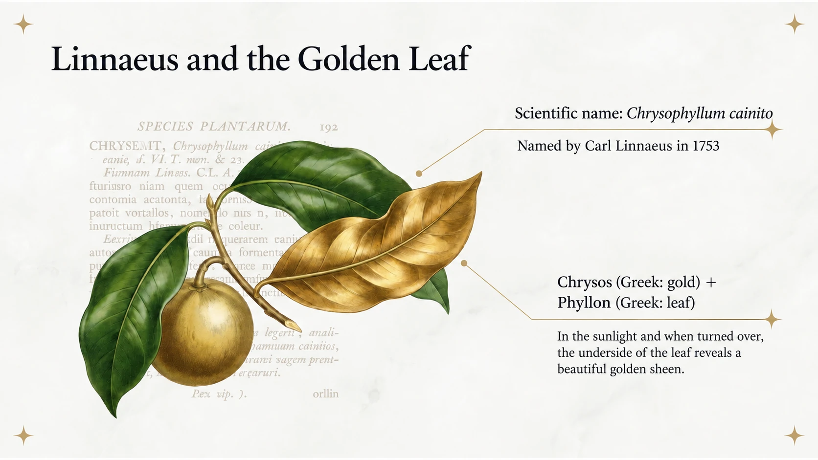 Linnaeus and the golden leaf