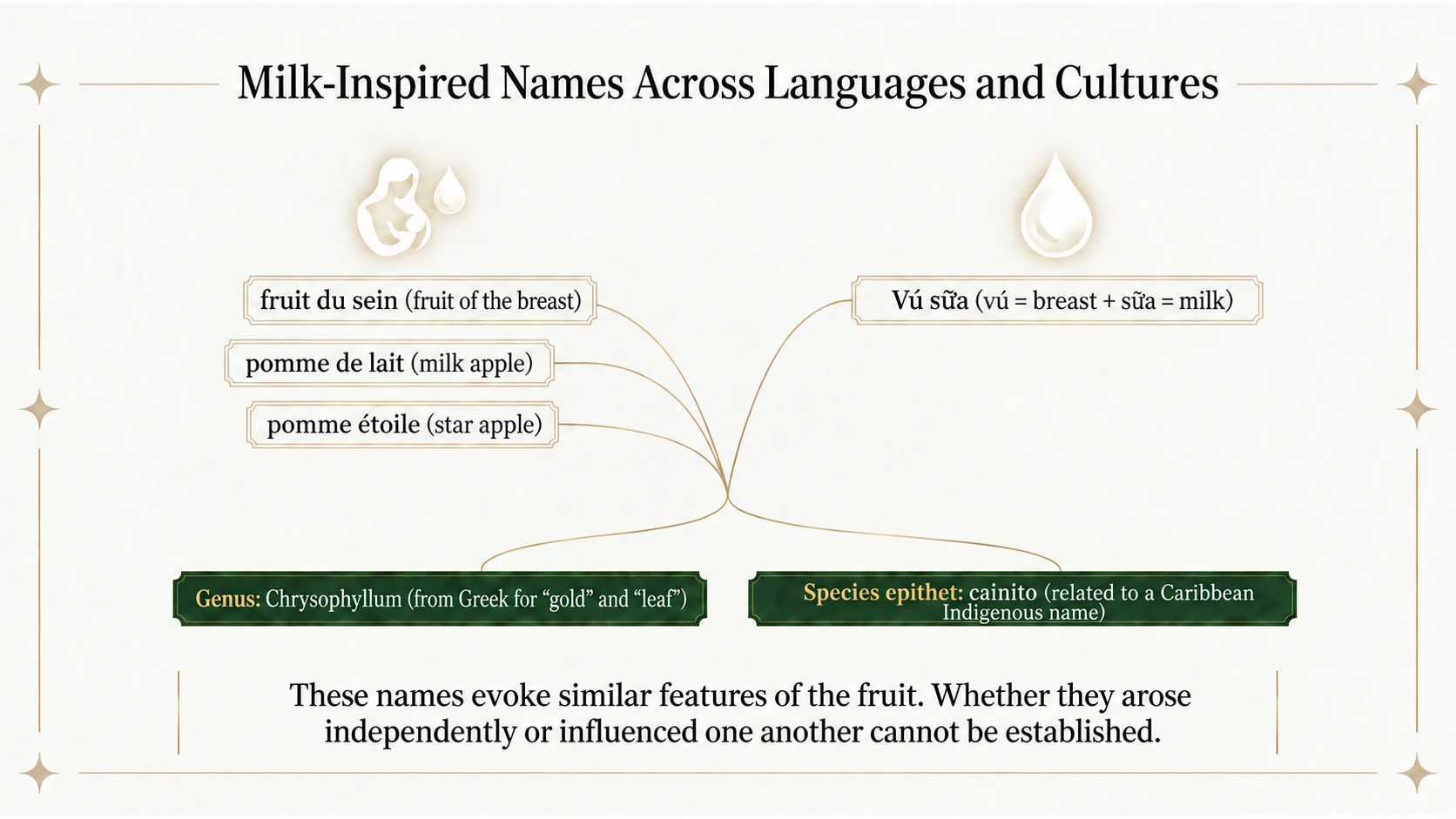 Names across languages and the roots of the scientific name