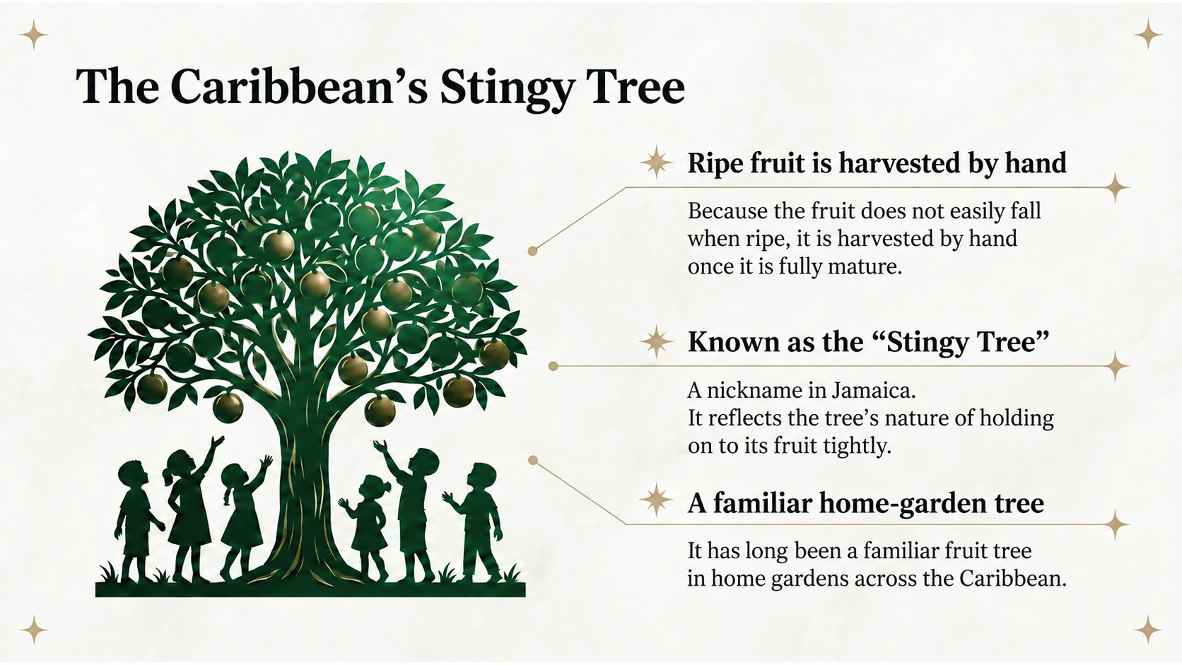 The Caribbean nickname stingy tree