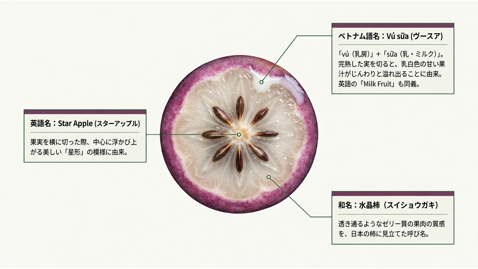 ミルクフルーツの名前の由来