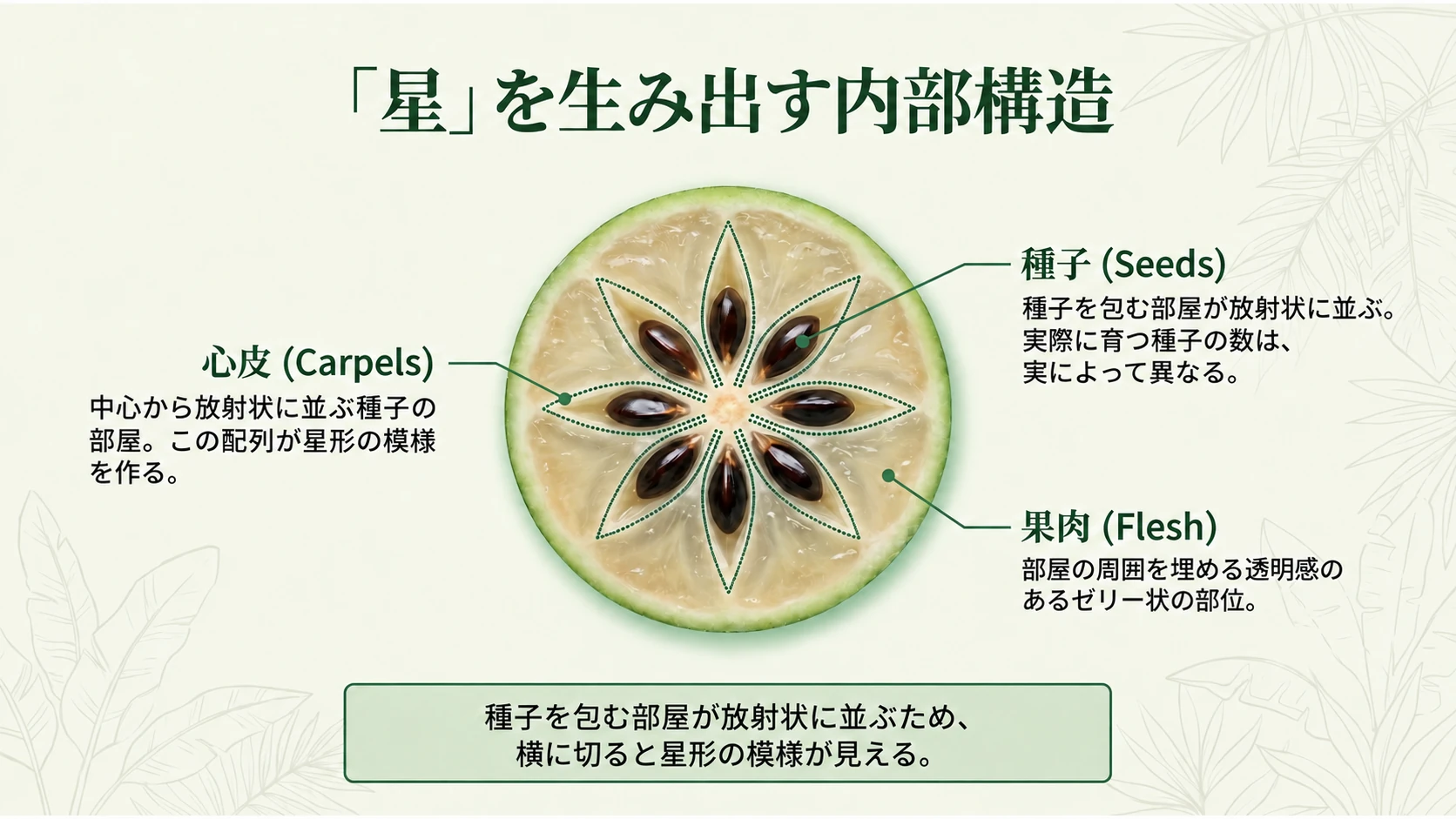星形の断面の内部構造