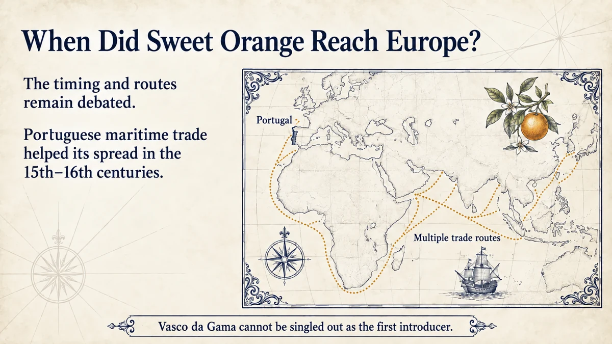 The introduction followed more than one route; Portuguese maritime trade helped spread sweet oranges in the fifteenth and sixteenth centuries.