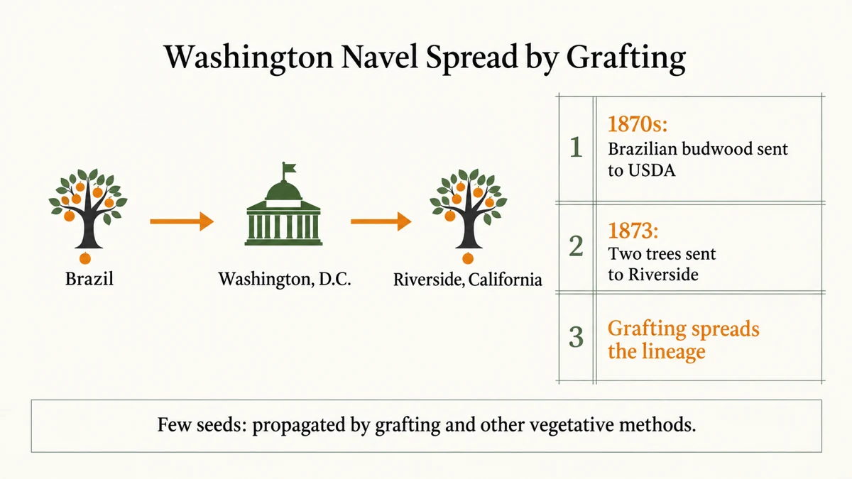 Washington navel oranges spread from Brazilian budwood, with valued traits preserved by vegetative propagation.