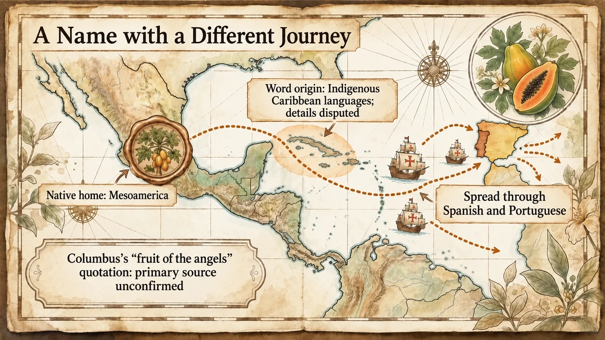 The name spread through Spanish and Portuguese; its Indigenous Caribbean origin has differing explanations.