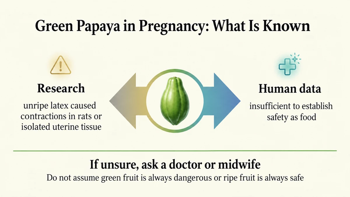Unripe-fruit latex caused contractions in animal or isolated-tissue research; human safety data are insufficient.