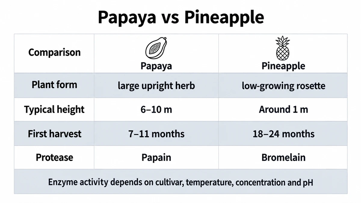Papaya and pineapple are both herbaceous plants, but their height and time to first harvest differ.