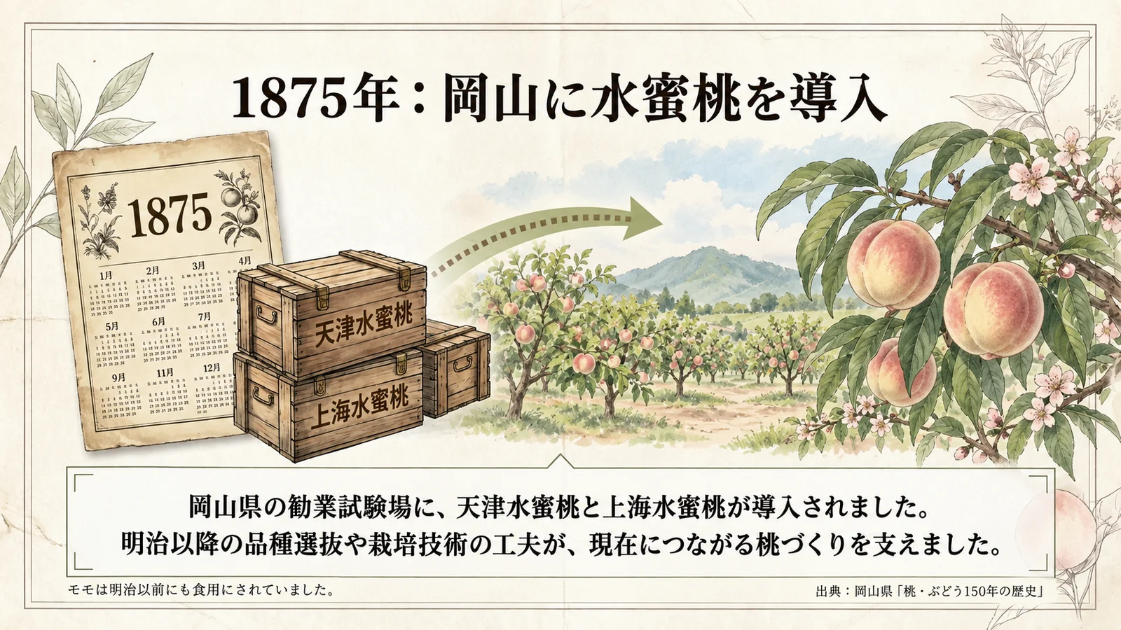 1875年に岡山へ導入された天津水蜜桃と上海水蜜桃