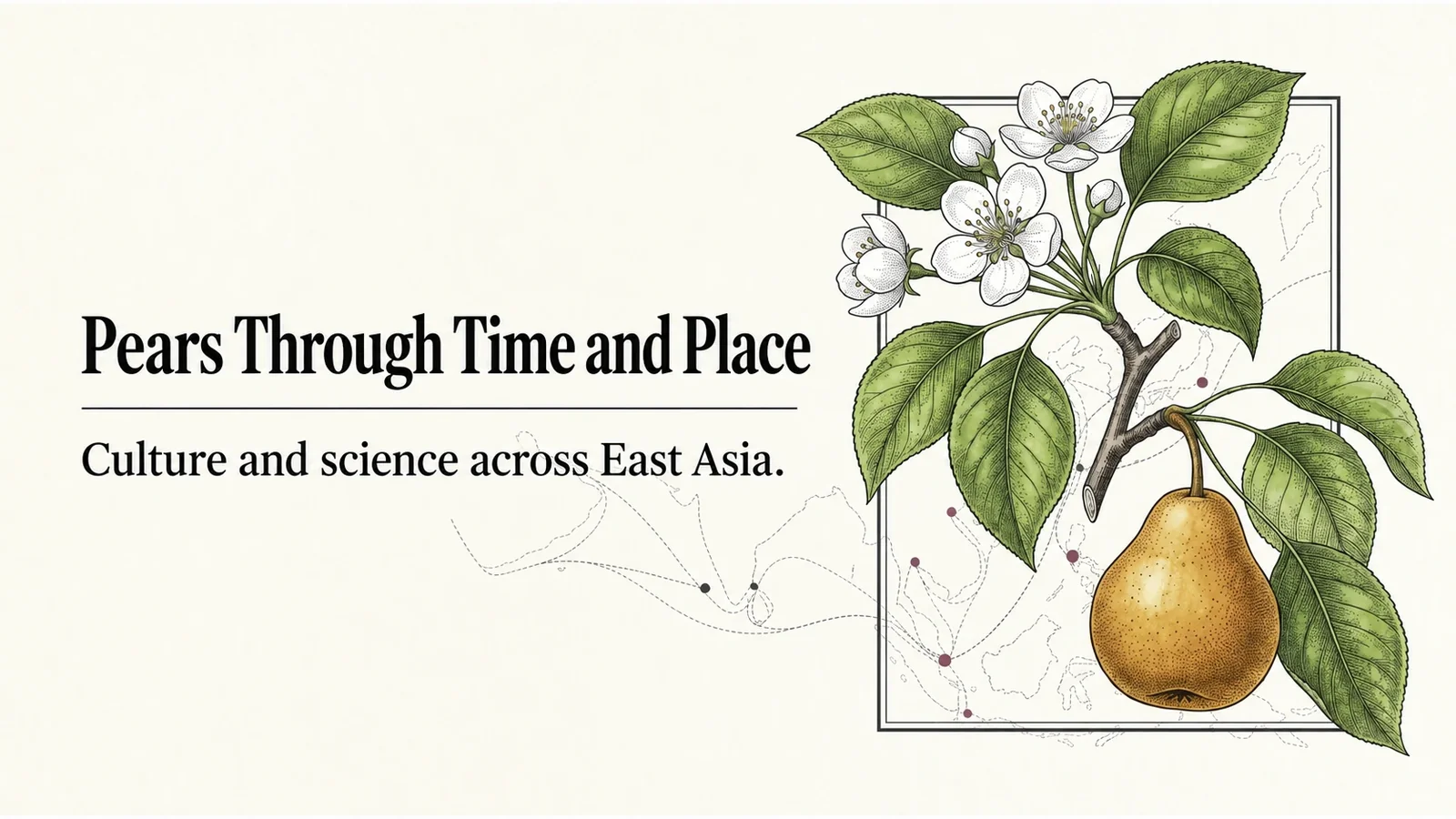 Pears and white blossoms on the cover of Pear History and Stories