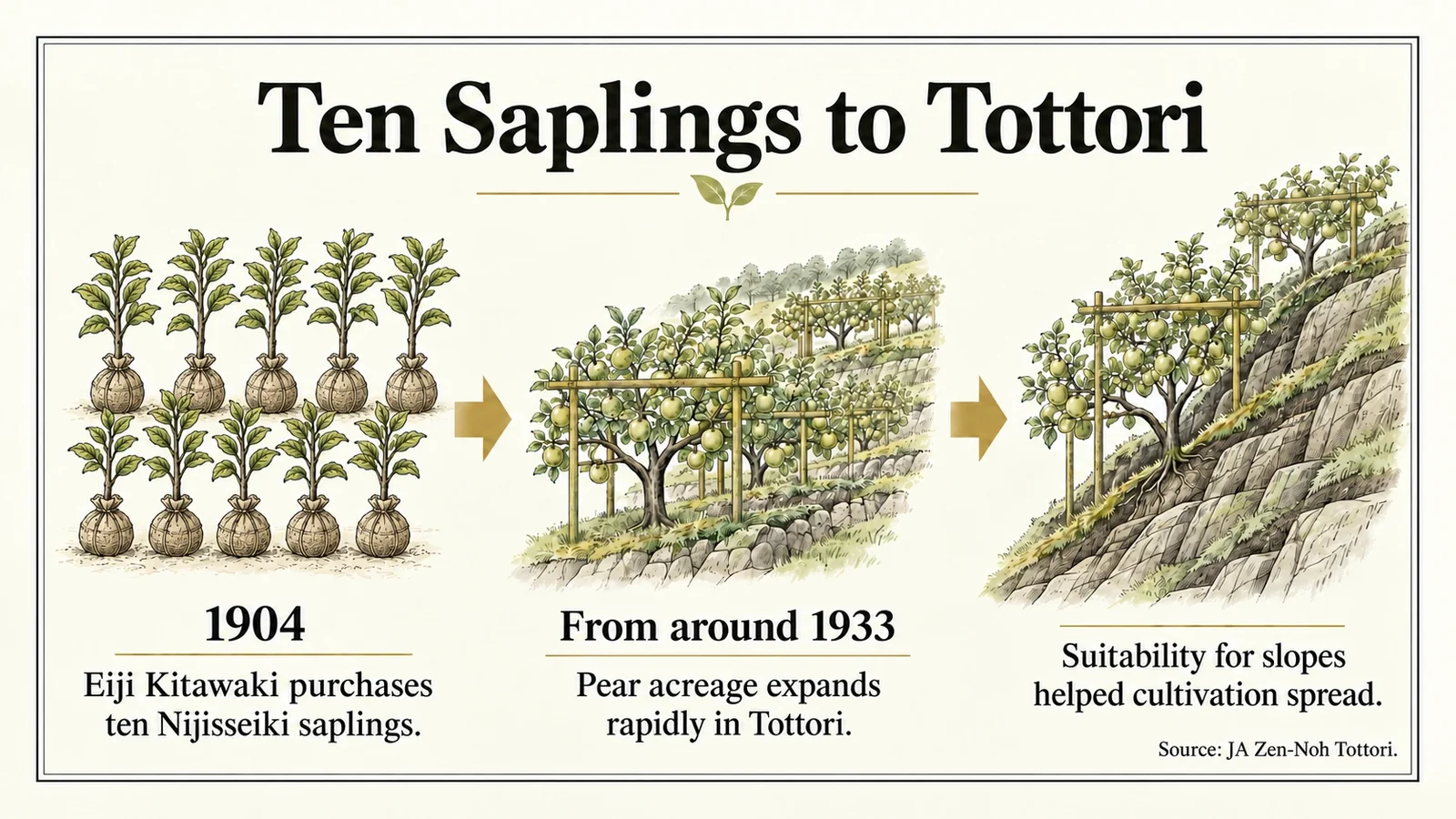 Ten Nijisseiki saplings introduced to Tottori in 1904