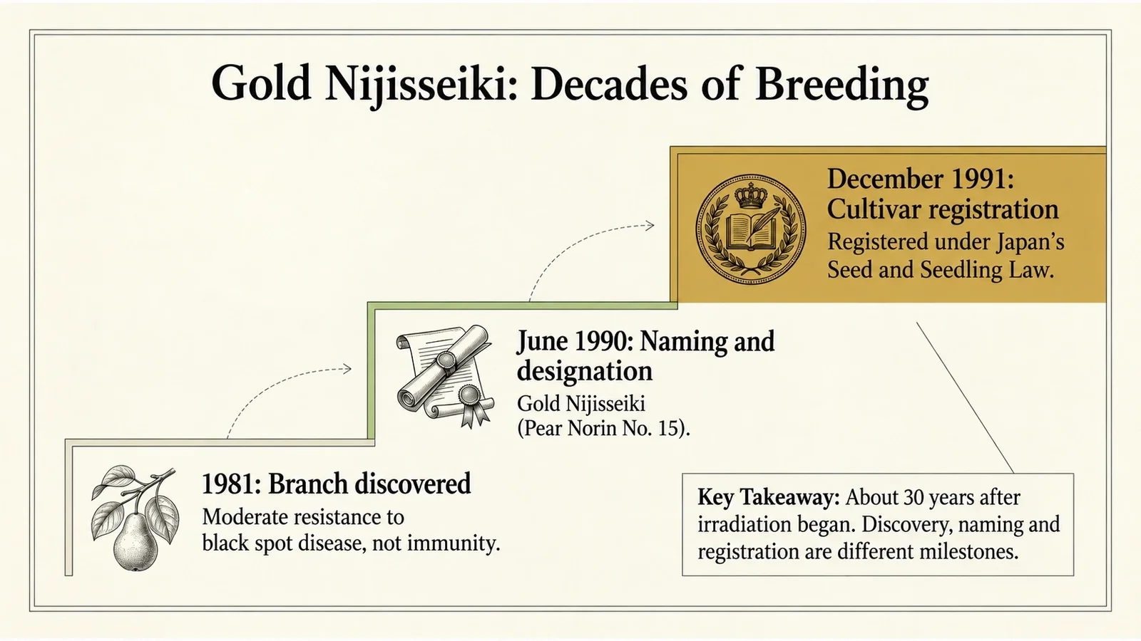 Gold Nijisseiki timeline: branch discovery, naming and cultivar registration