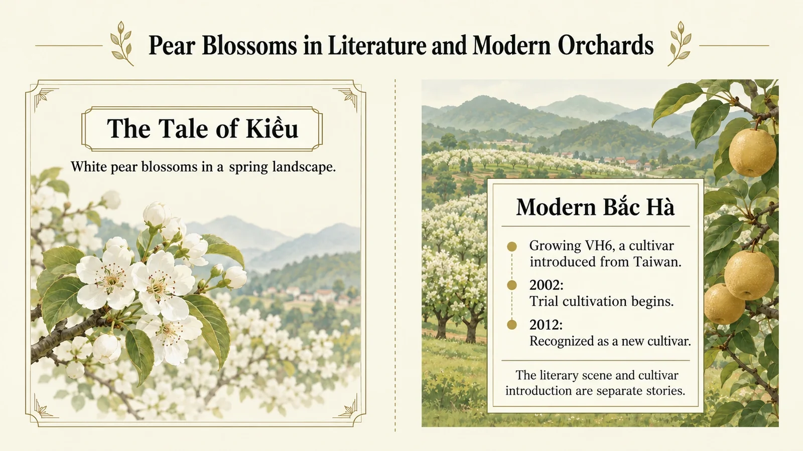 Pear blossoms in Vietnamese literature alongside modern pear cultivation in Bắc Hà