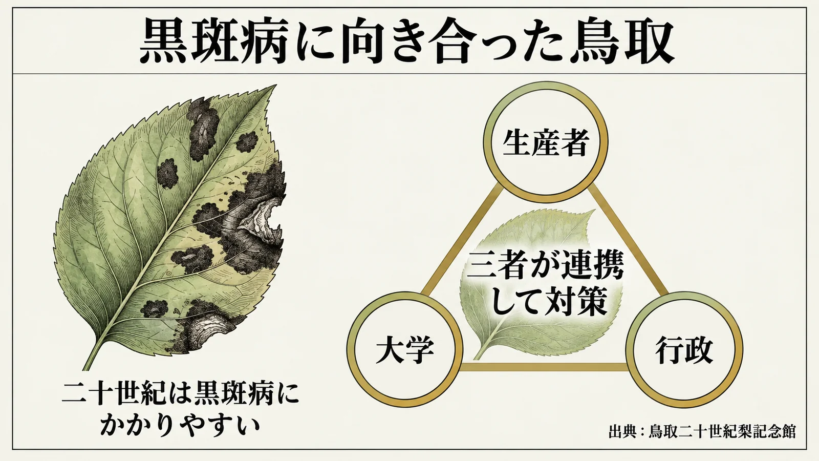 黒斑病に向き合った鳥取