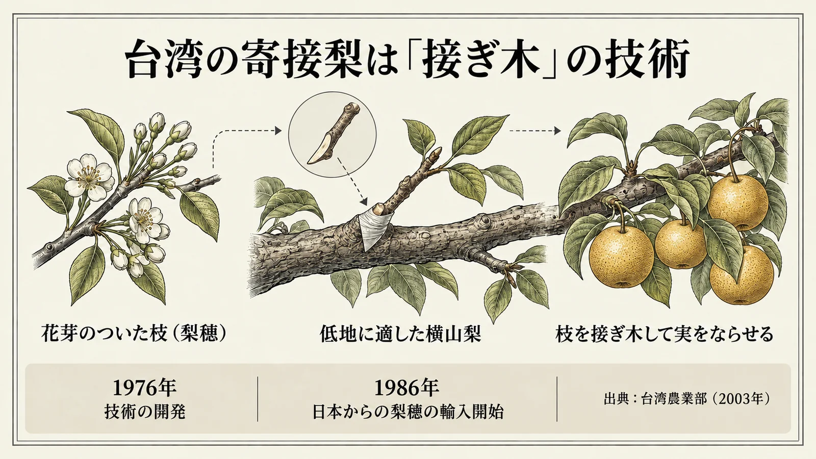 台湾の寄接梨は「接ぎ木」の技術