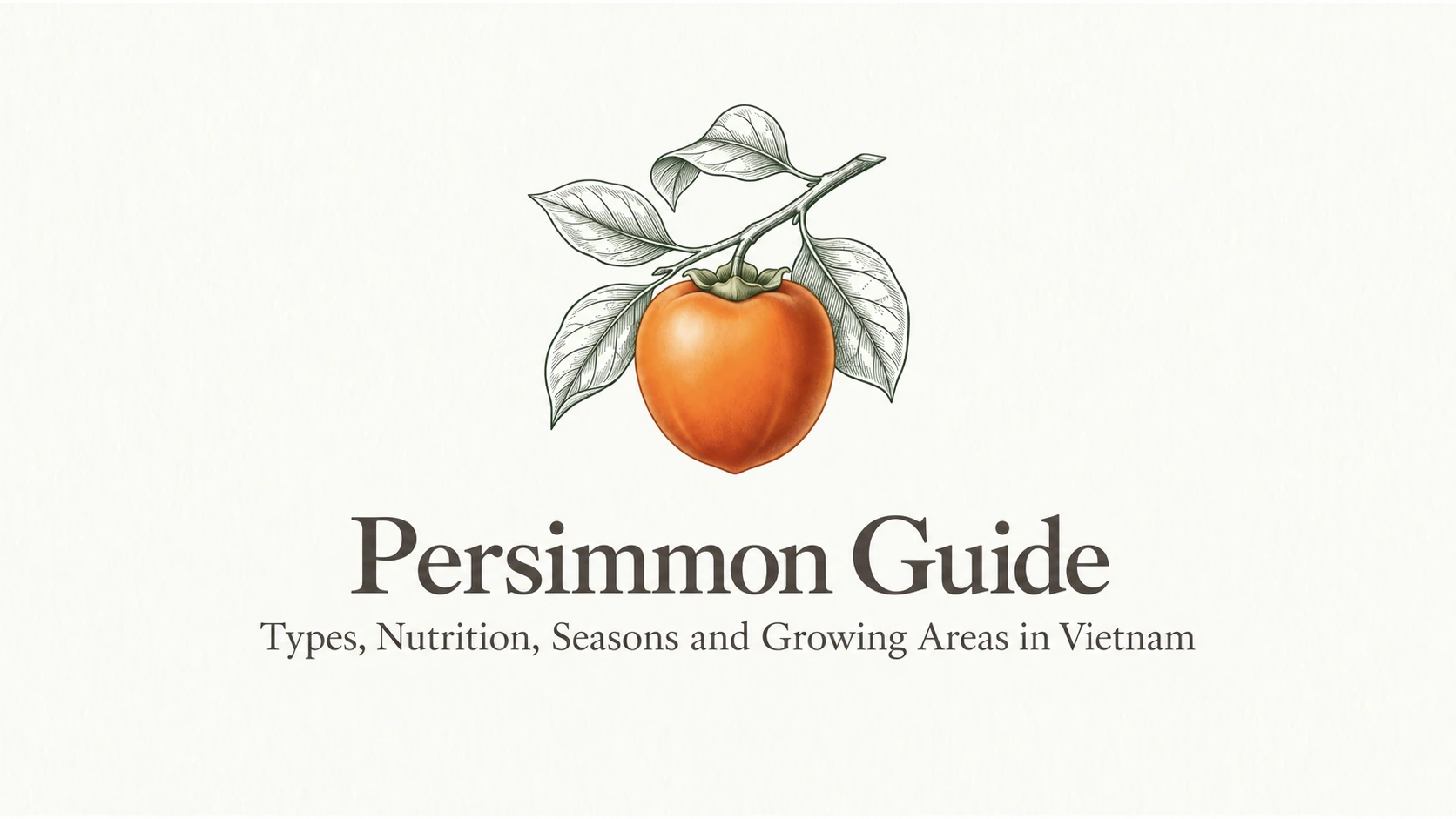 Persimmons in Vietnam: types, nutrition, seasons and growing areas.