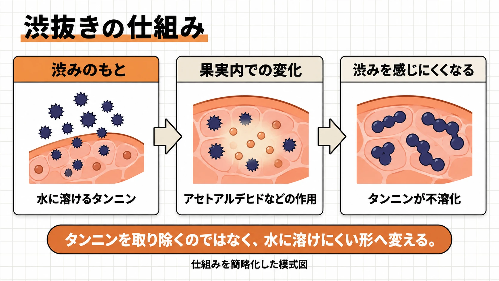 果実内でタンニンが不溶化する渋抜きの模式図