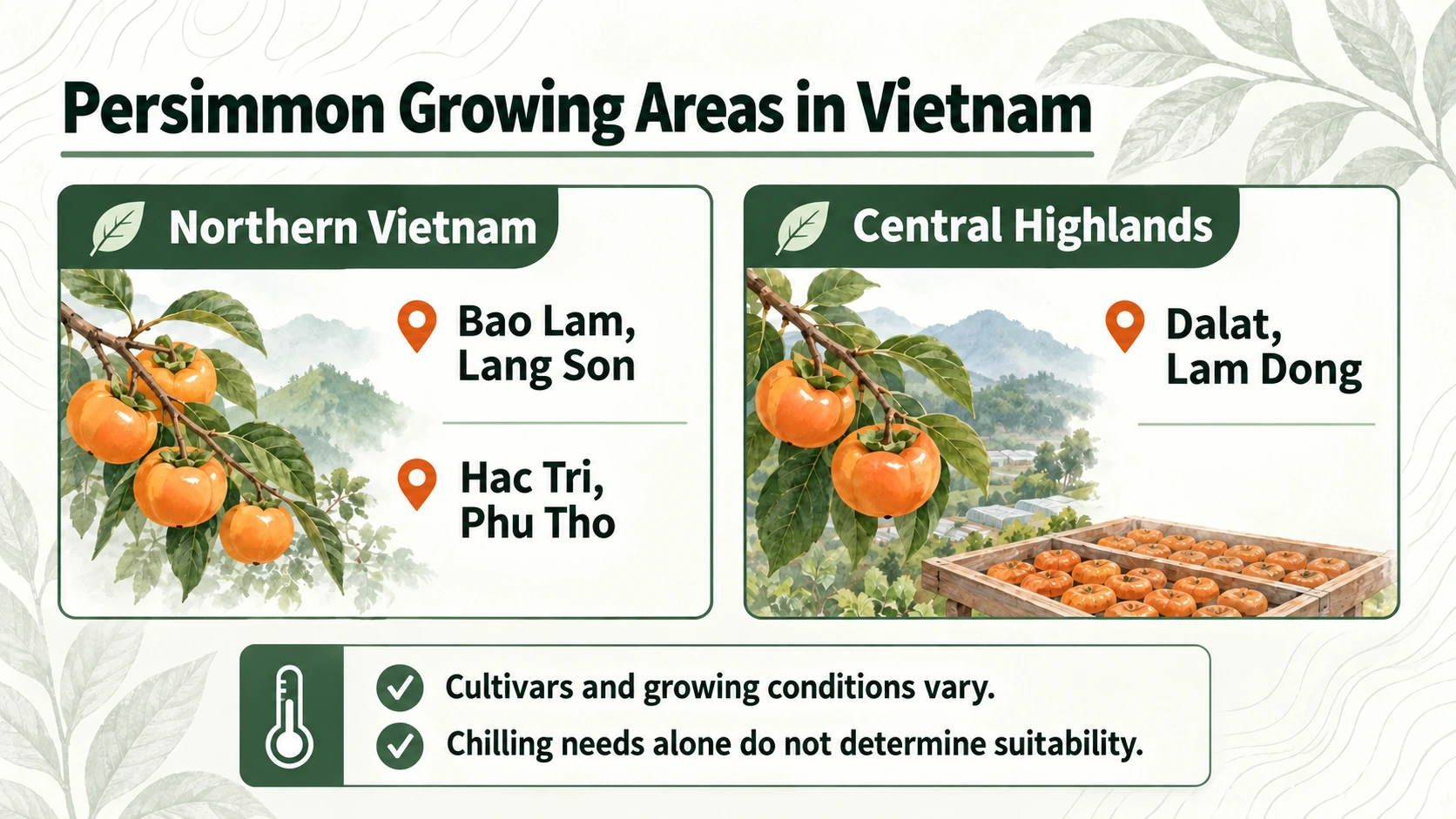 Examples include Bao Lam and Hac Tri in northern Vietnam, and Dalat in the Central Highlands. Conditions vary by cultivar and location.