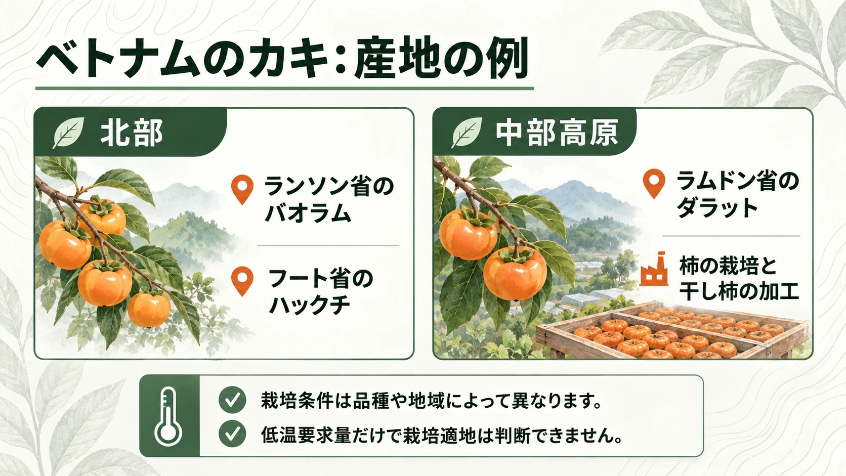 ベトナム北部と中部高原の柿の産地の例