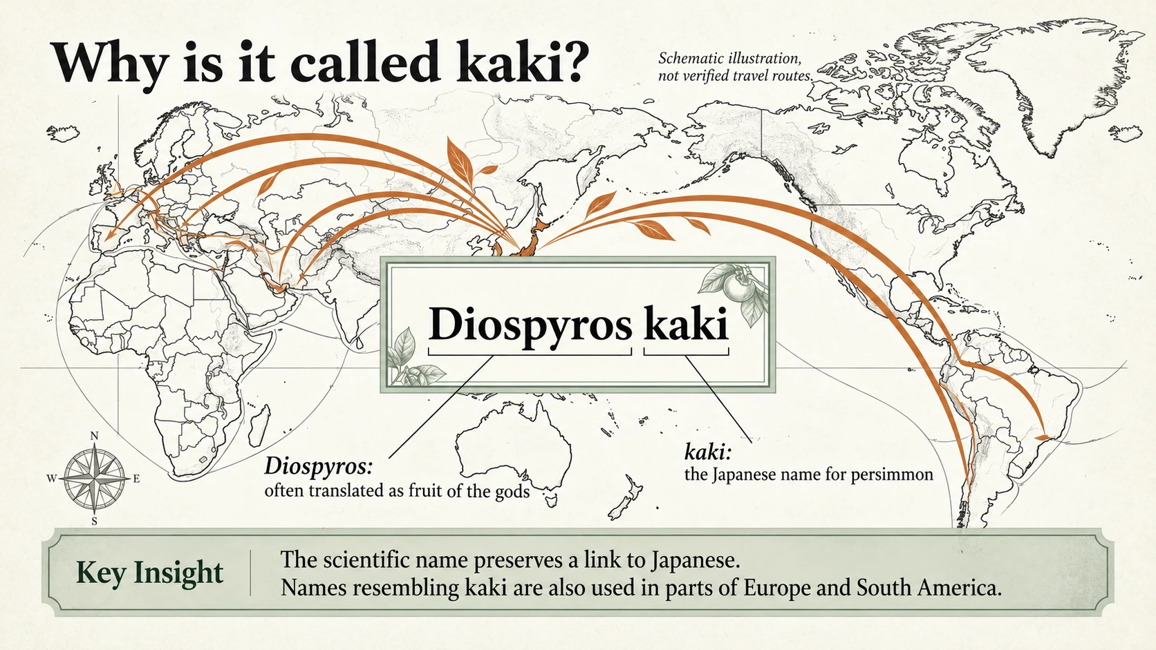 The name Diospyros kaki links botanical naming with the Japanese word for persimmon. The map is schematic, not a verified trade route.