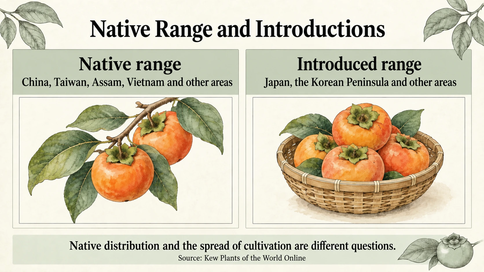 Natural distribution and introductions are different: Kew lists Japan and Korea as introduced areas.