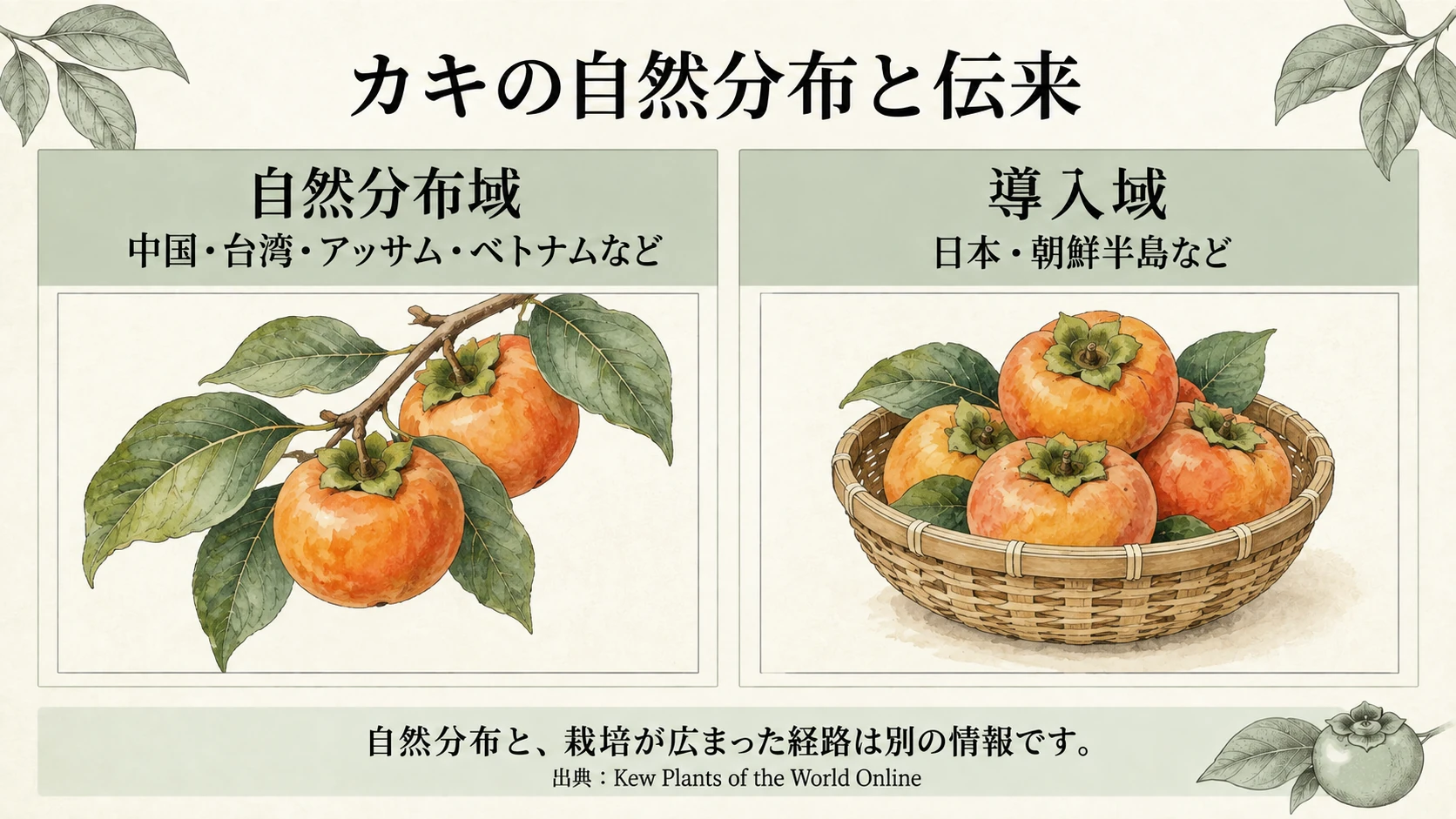 カキの自然分布域と導入域の違い