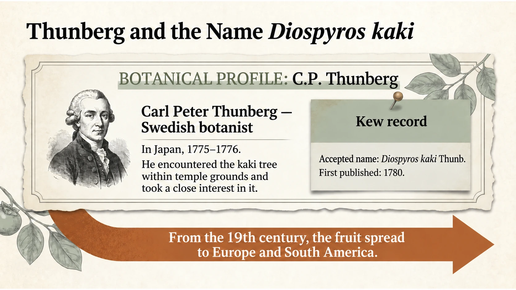 Thunberg stayed in Japan in 1775–1776. Kew records the accepted name Diospyros kaki Thunb., first published in 1780.
