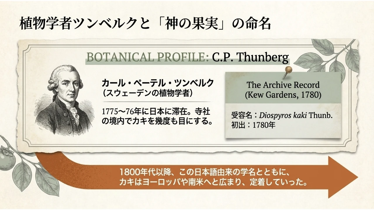 ツンベルクの日本滞在と1780年の学名記録