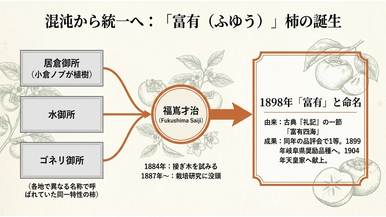 福嶌才治による1898年の富有柿の命名