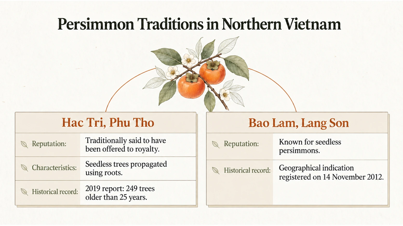 Hac Tri’s 249 older trees were reported in 2019. Bao Lam’s seedless persimmons received a geographical indication in 2012.