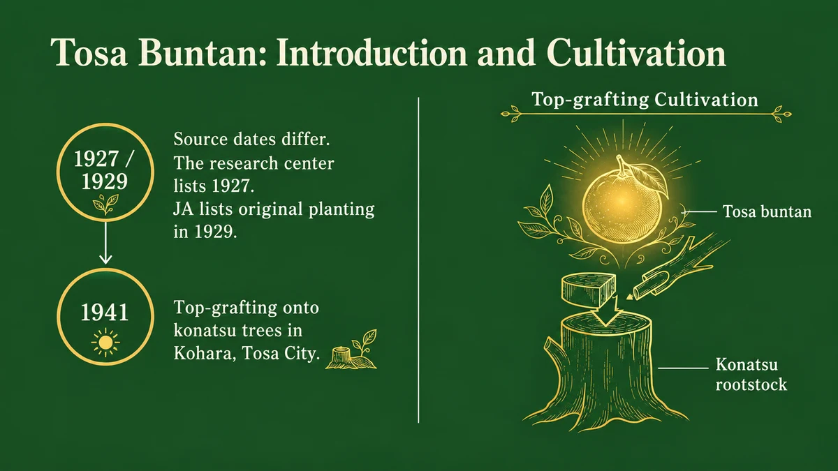 Official accounts differ between 1927 and 1929 for Tosa buntan’s introduction and original planting.