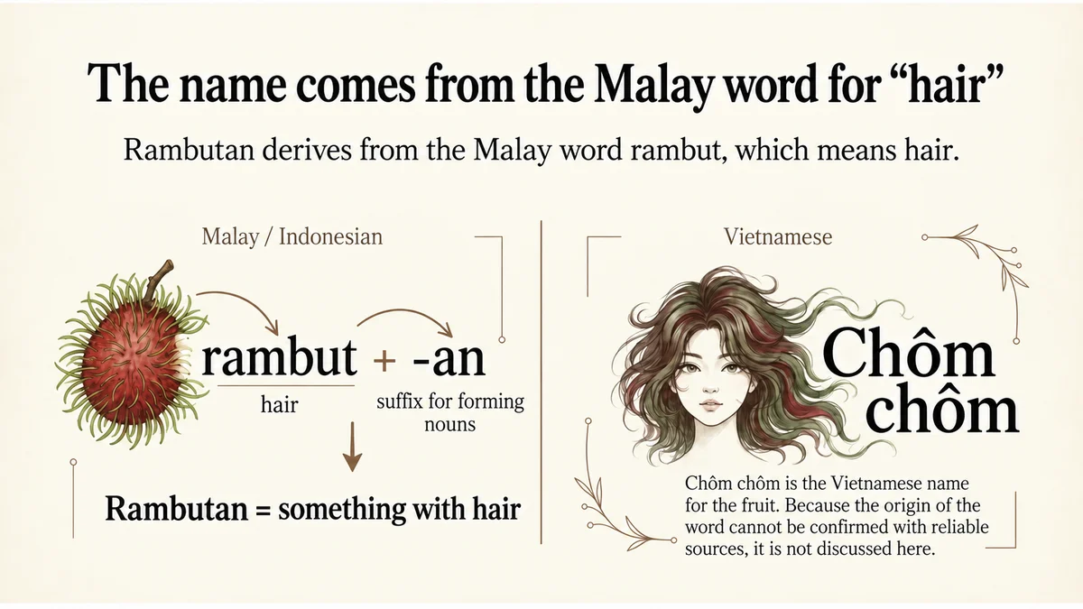 The name rambutan derives from rambut, the Malay word for hair.