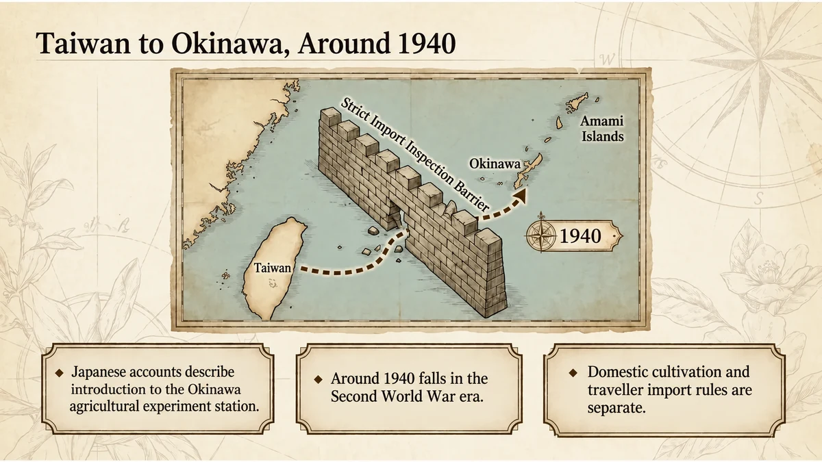 Japanese accounts place introduction to Okinawa around 1940, during the Second World War era.