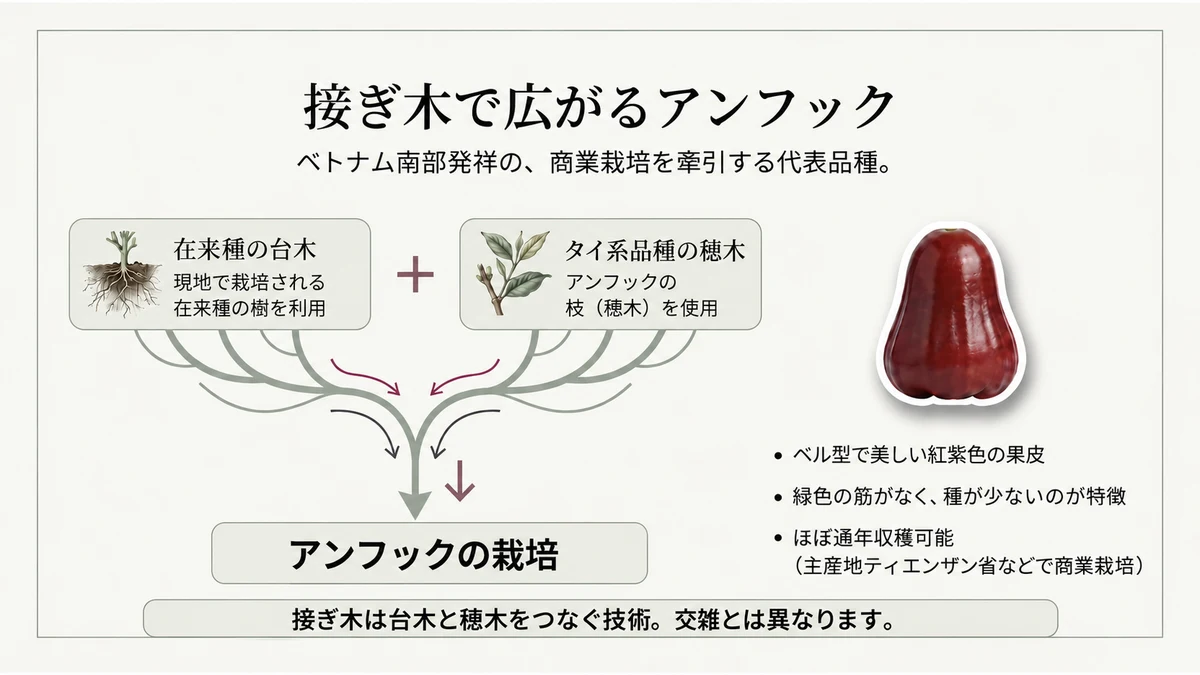 地元の台木にタイ系統の接ぎ穂を接ぎ木したという栽培の説明です。接ぎ木自体は遺伝的な交雑ではありません。