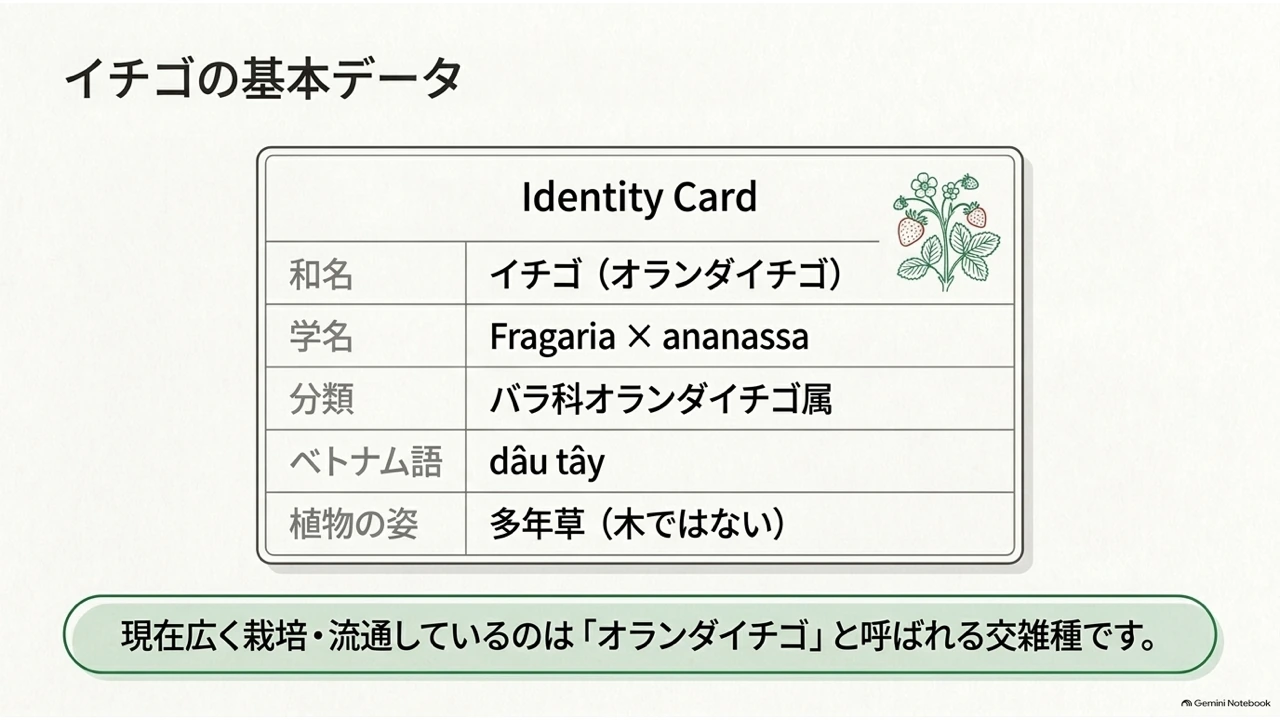 イチゴの和名・学名・分類・ベトナム語名・植物の姿をまとめたIDカード風の図