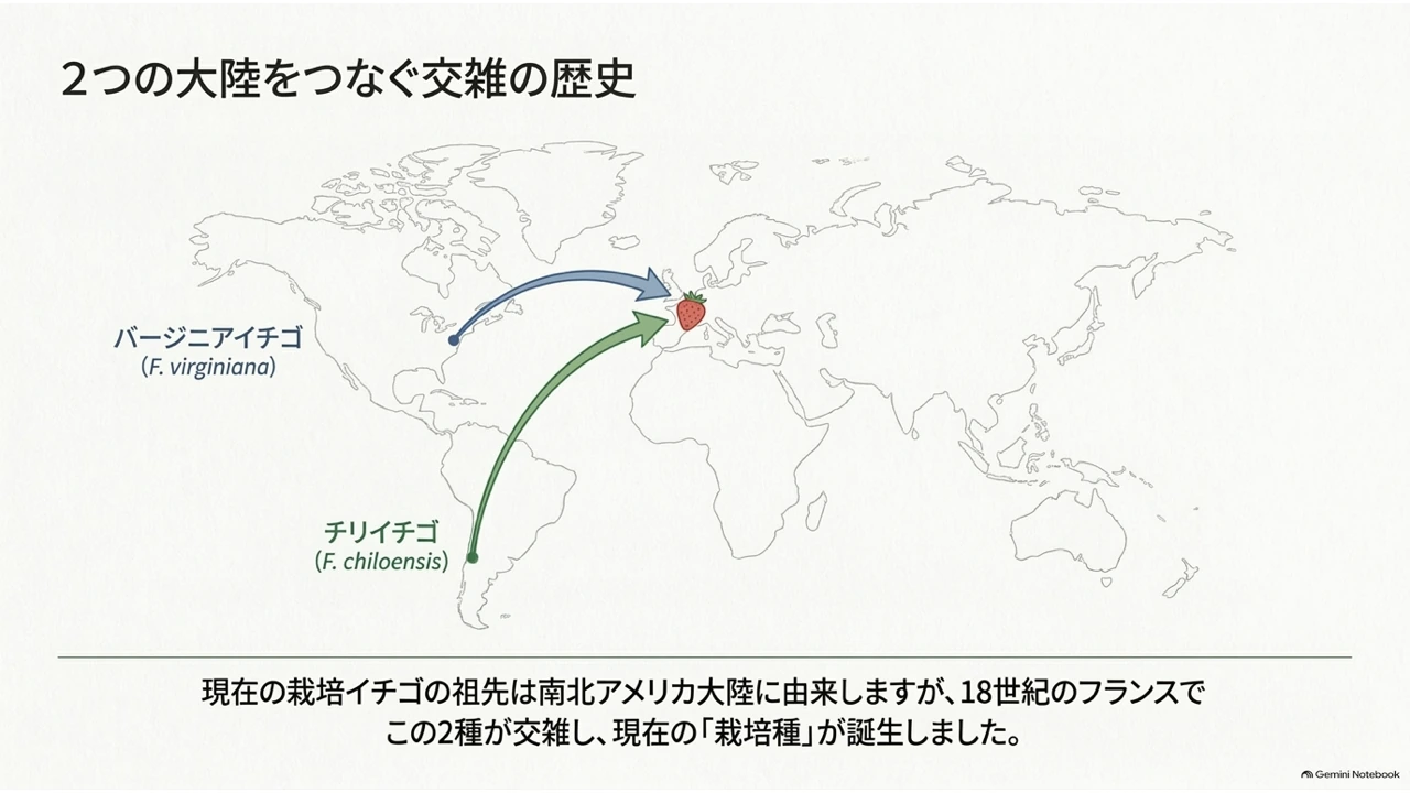 世界地図上で、北米のバージニアイチゴと南米のチリイチゴがフランスへ渡り交雑した経路を示す図