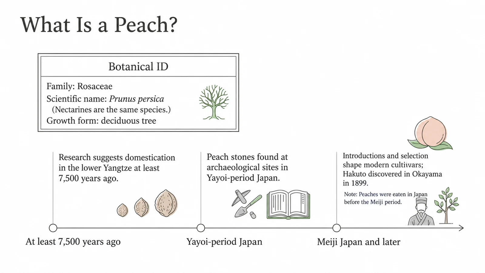 Peach botanical identification and a timeline of cultivation