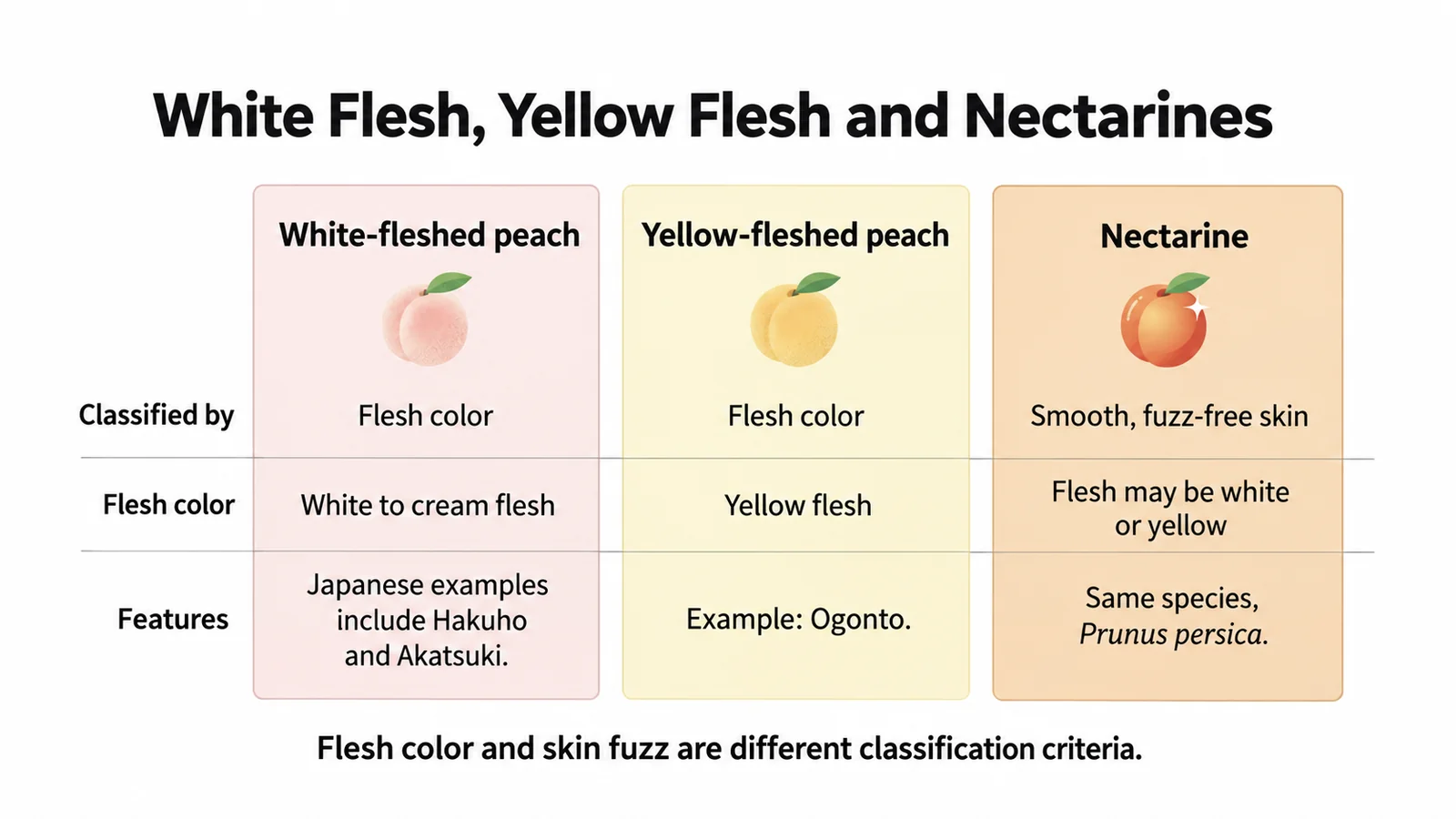 Comparison of white flesh, yellow flesh and smooth-skinned nectarines