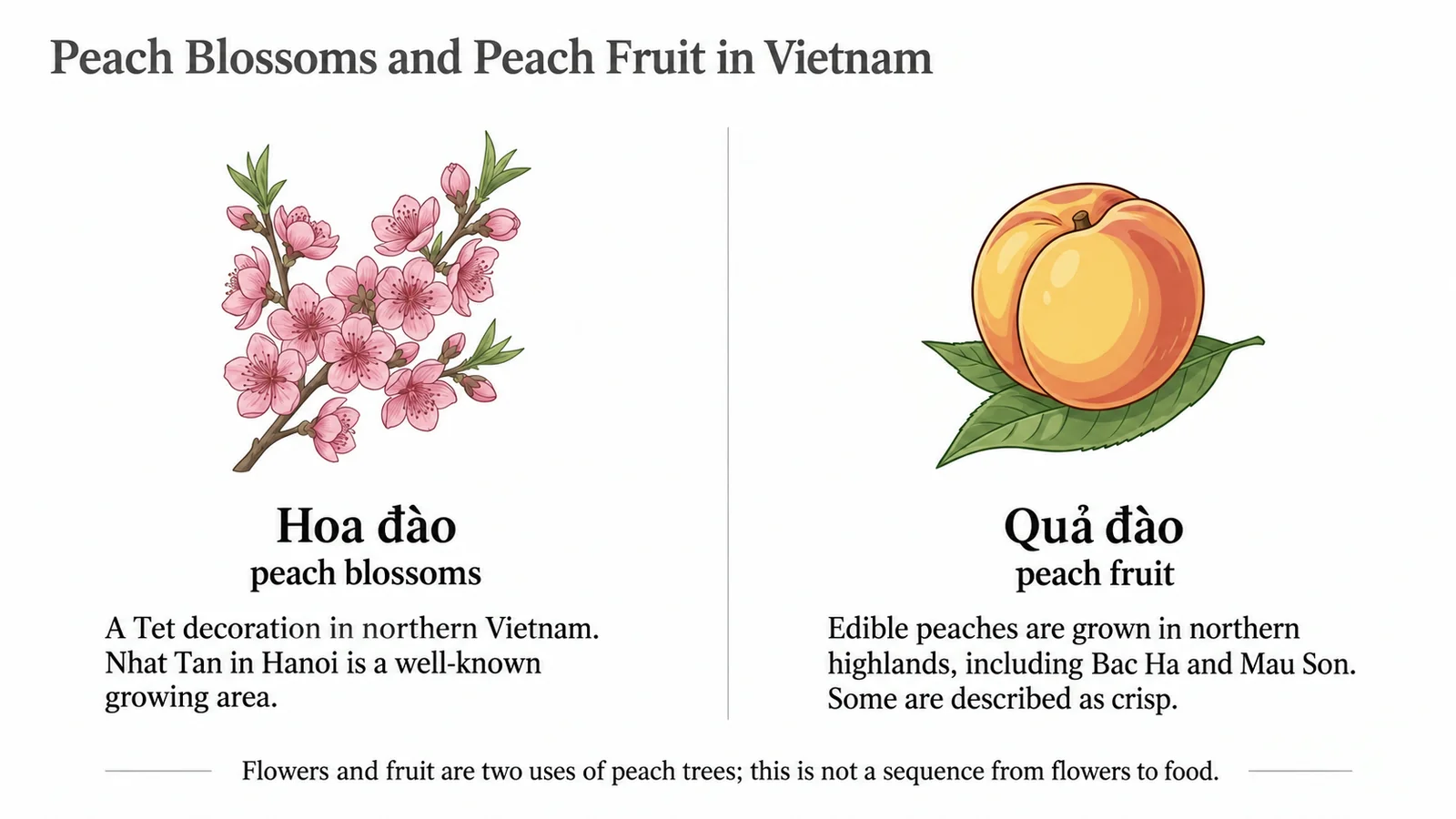 Peach blossoms for Tet beside edible peach fruit