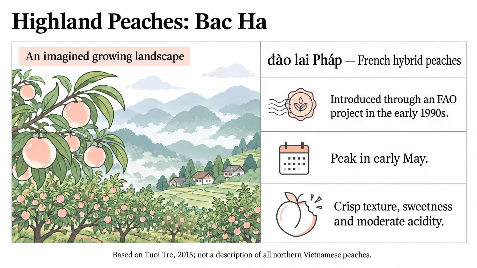 Illustrated mountain orchard and information about Bac Ha French hybrid peaches