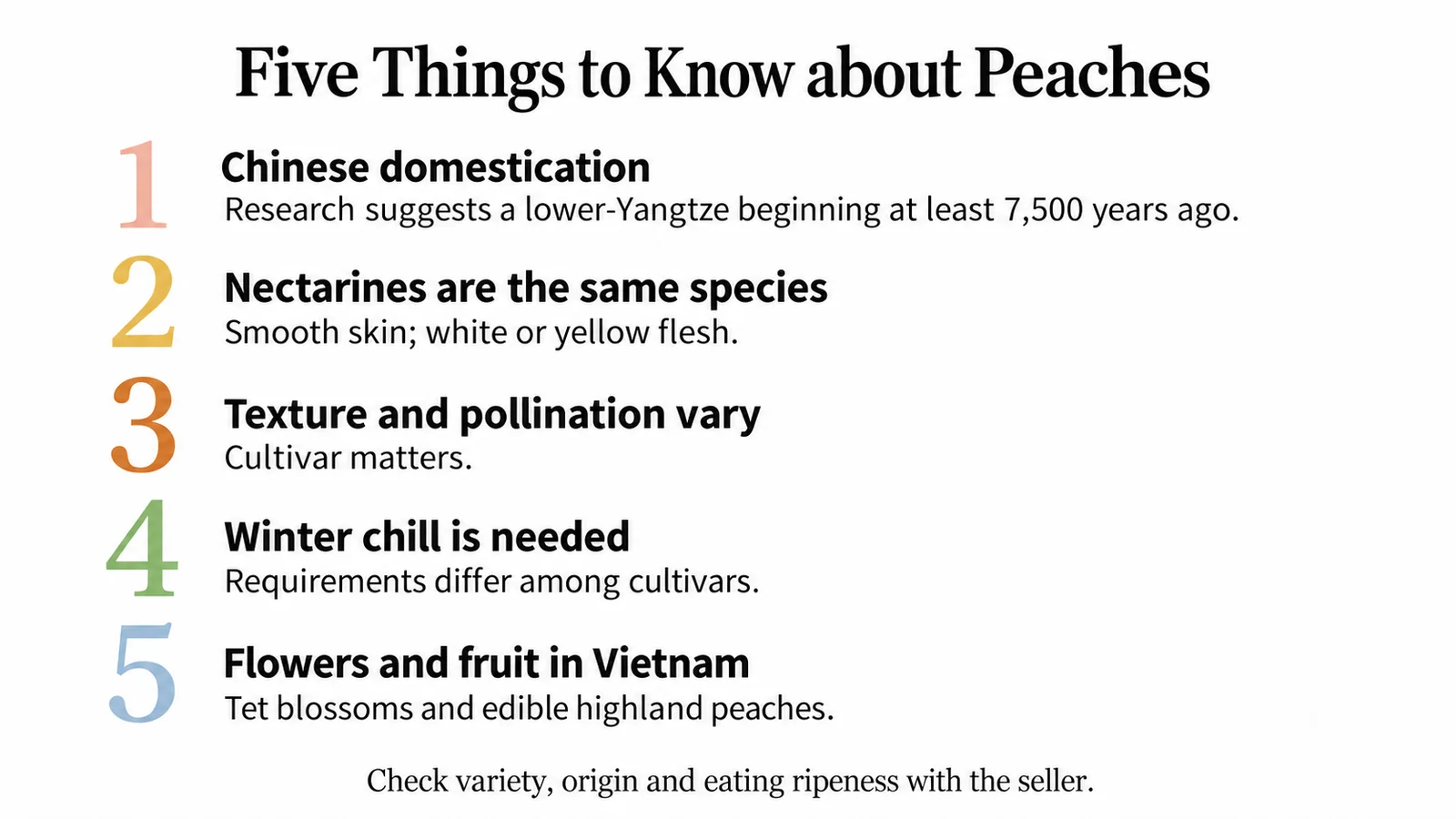 Five key points about peach origins, nectarines, texture, chilling and Vietnamese uses