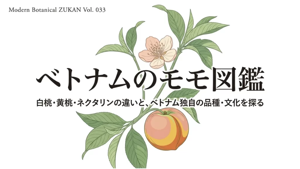 ベトナムのモモ図鑑、モモの花と実の植物画