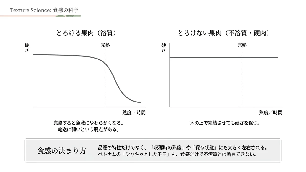 とろける果肉(溶質)と、とろけない果肉(不溶質・硬肉)の硬さの変化をグラフで比べた図