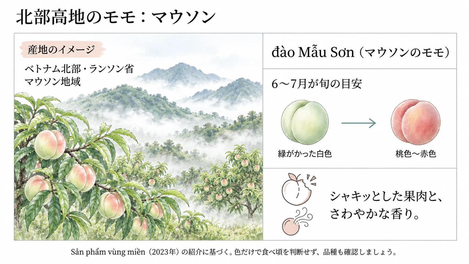 マウソンの桃畑のイメージと6〜7月の旬、果皮の色
