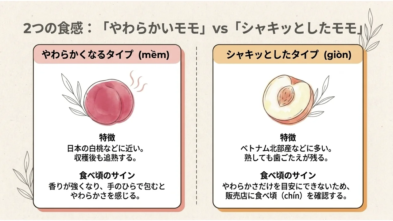 やわらかくなるタイプ(mềm)とシャキッとしたタイプ(giòn)のモモの特徴と食べ頃のサインを比べた図