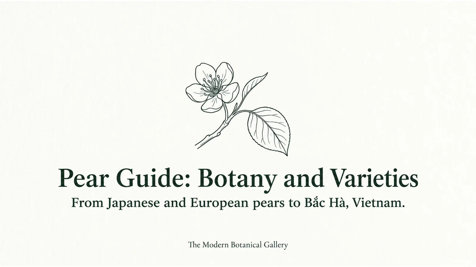 White pear blossoms and leaves on the cover of the pear guide