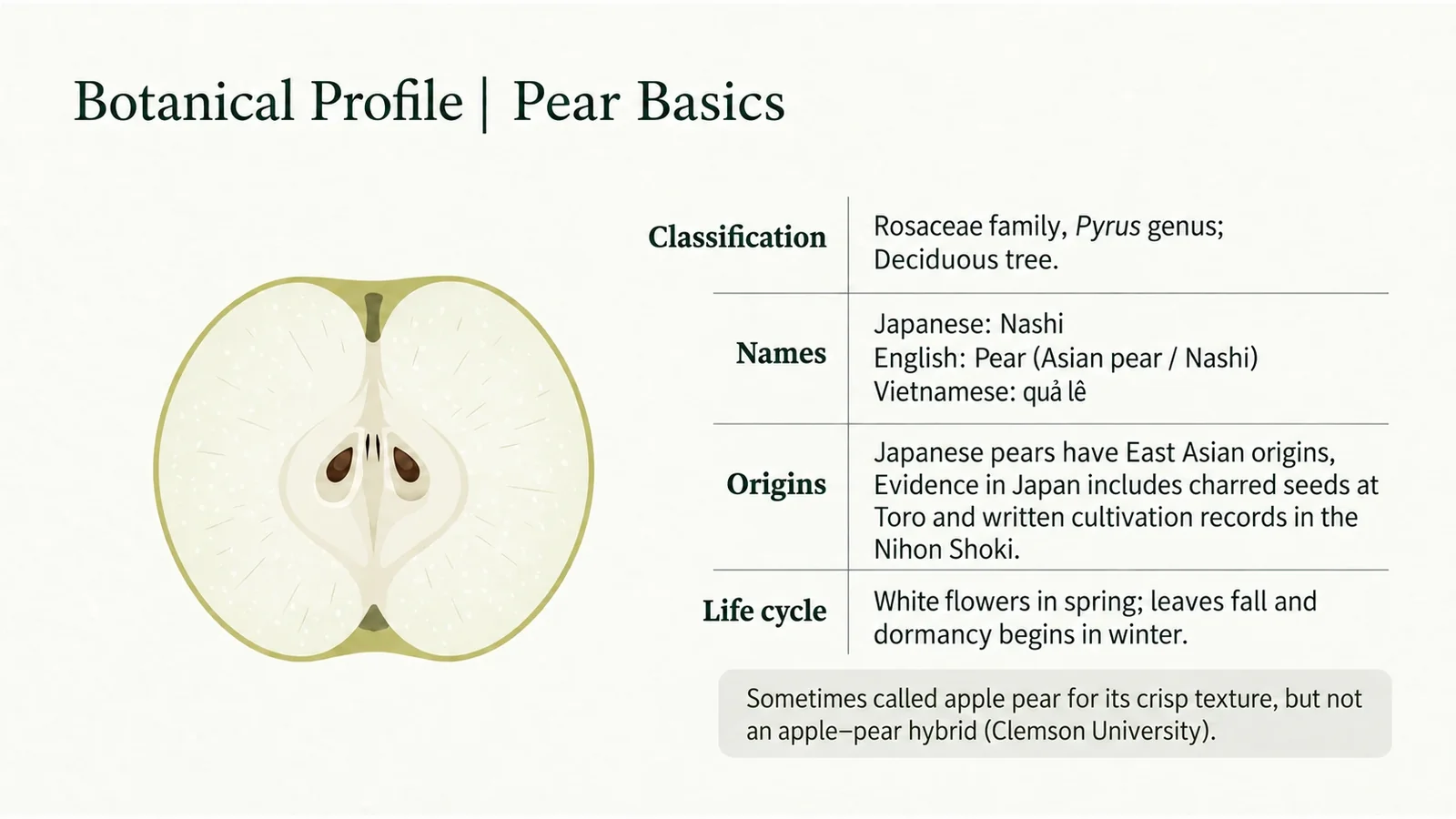 Pear botanical profile covering classification, names, origins and growth habit