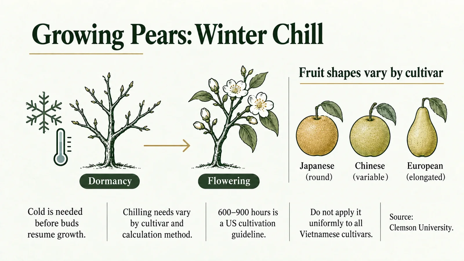 Winter chill, cultivar differences and pear-growing conditions