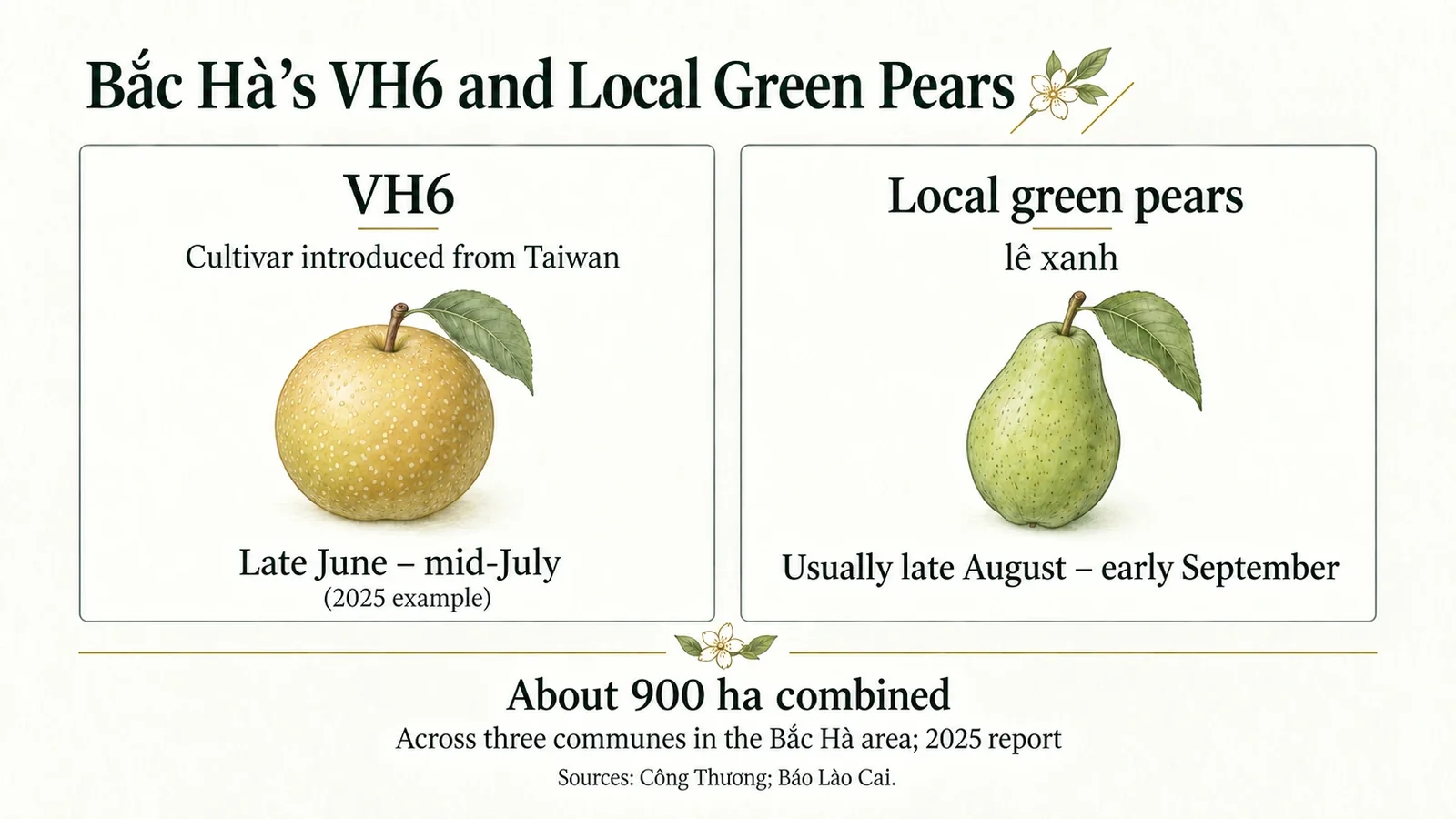 VH6 and local green pears grown around Bắc Hà