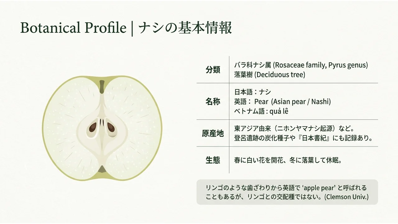 ナシの分類、名称、原産地、生態をまとめた基本情報
